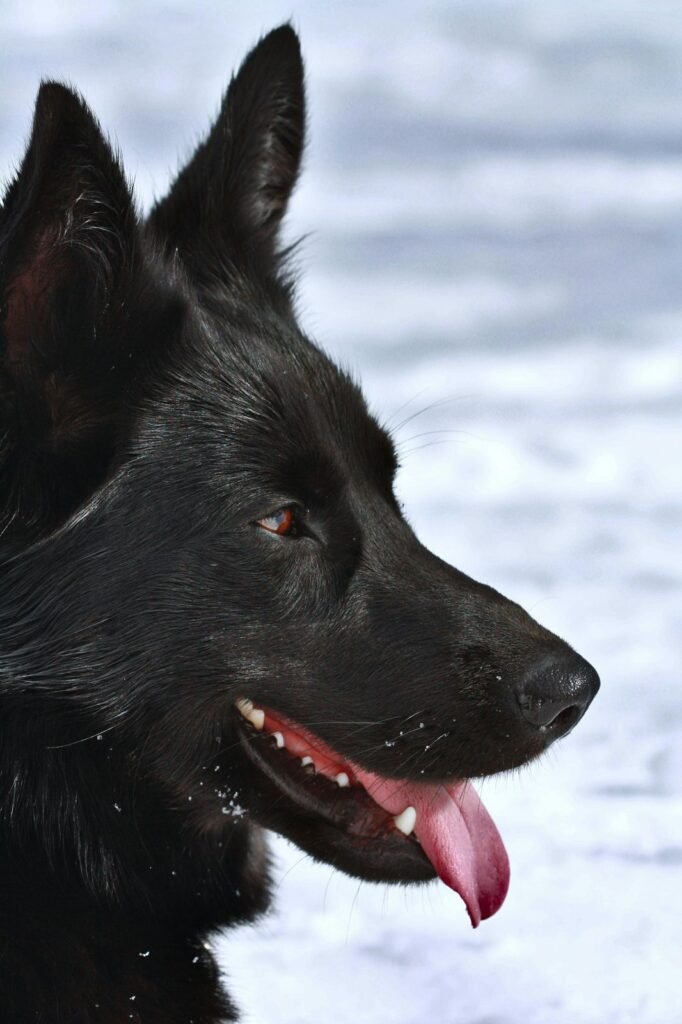 black dog black german shepherd appearance and coat