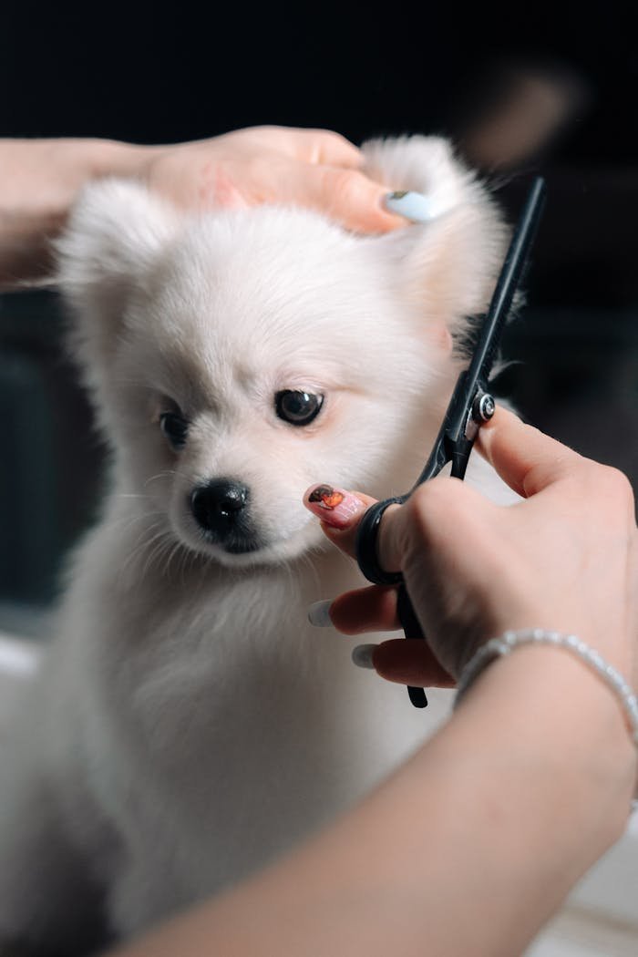 services-05 Adorable white puppy gets a haircut during a grooming session. Perfect pet salon image.