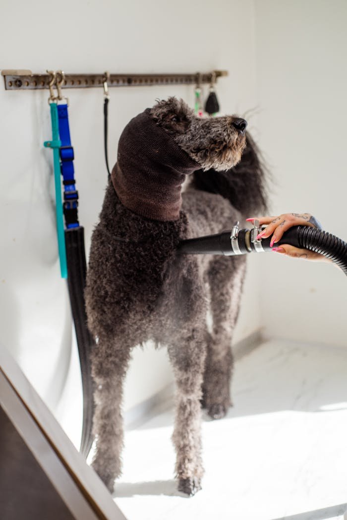 A poodle dog being expertly groomed with a blow dryer during a professional grooming session.