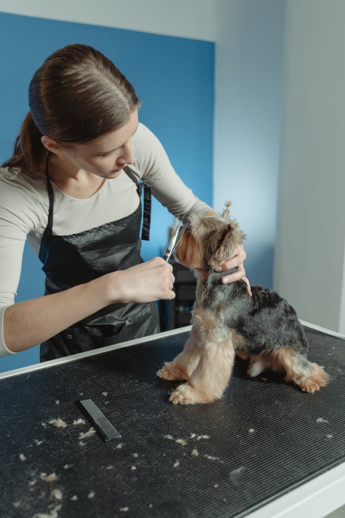 why-choose-us A groomer trims a Yorkshire Terrier on a grooming table indoors.