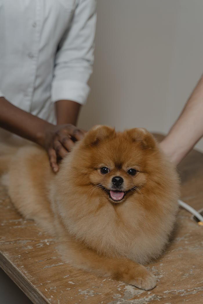 Cute Pomeranian on a table being examined by a veterinarian indoors.