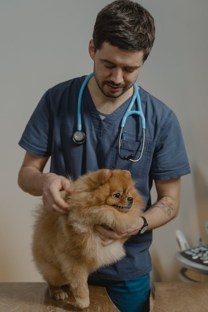 get-in-touch A veterinarian in scrubs with a stethoscope checks a Pomeranian dog indoors.