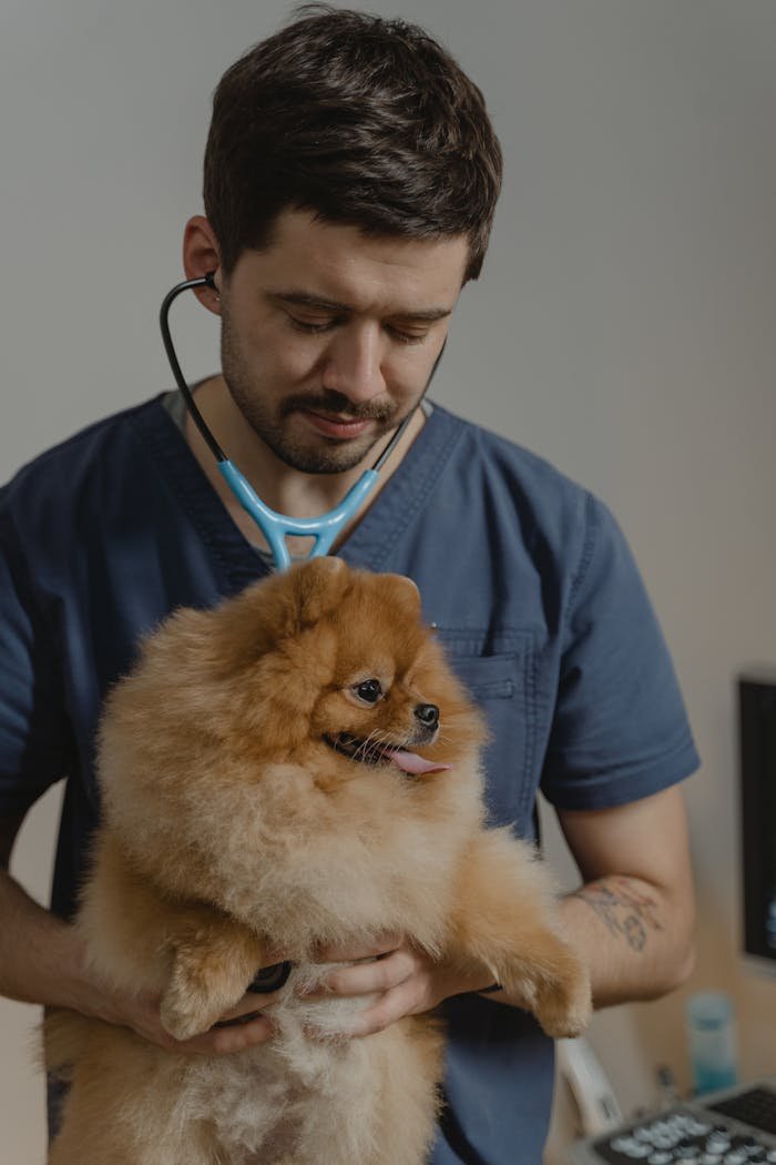 A veterinarian uses a stethoscope to check a Pomeranian dog in a clinic setting.