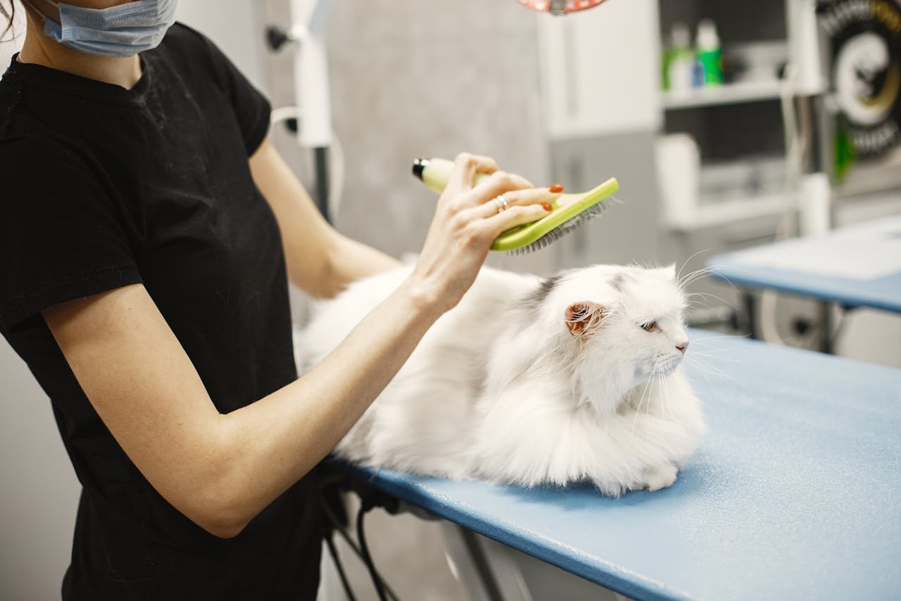 home-hero A female groomer carefully brushes a white Persian cat at a vet clinic.