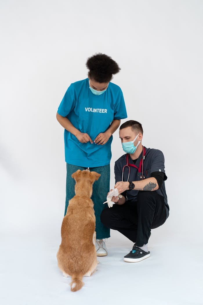 Veterinarian and volunteer in face masks tending to a dog during a check-up, promoting animal health and teamwork.