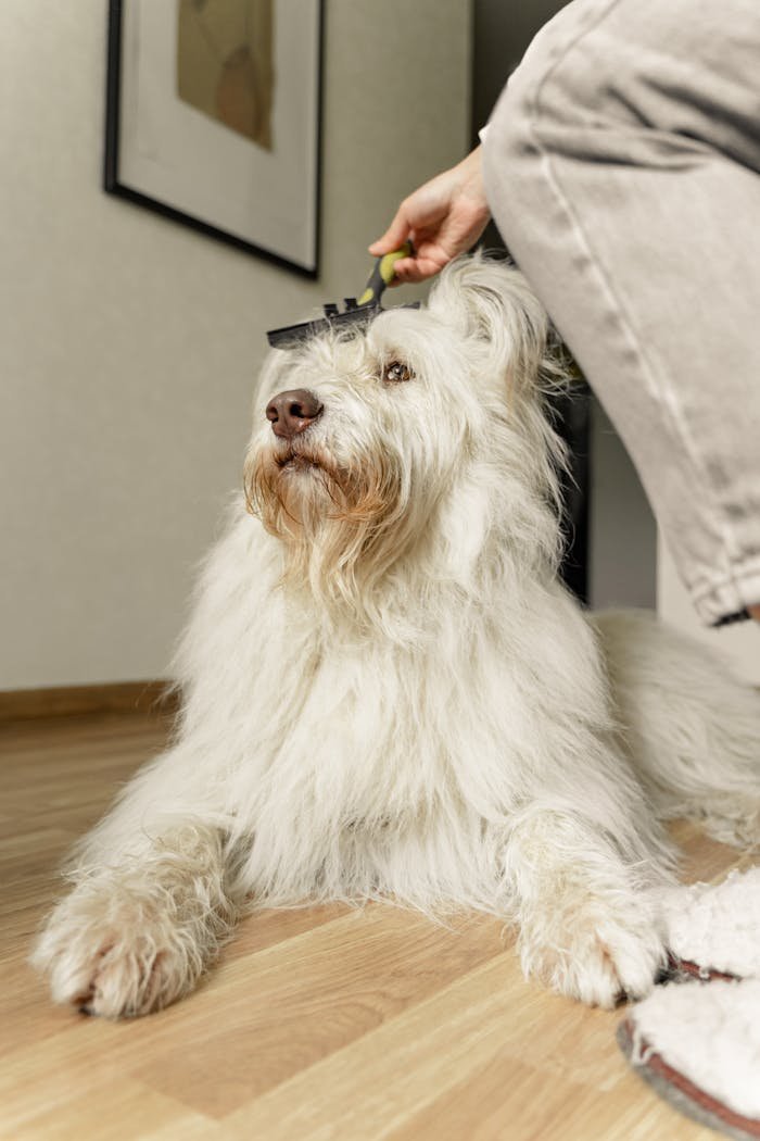 A fluffy white dog is being brushed indoors, lying on a wooden floor, enjoying a grooming session.