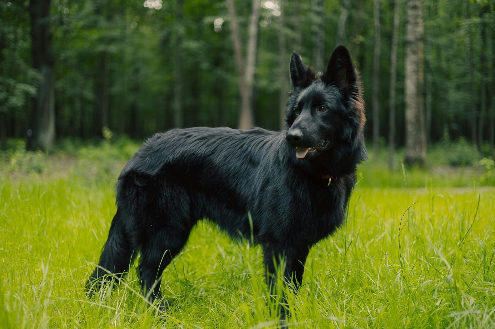 black german shepherd dog standing outdoors